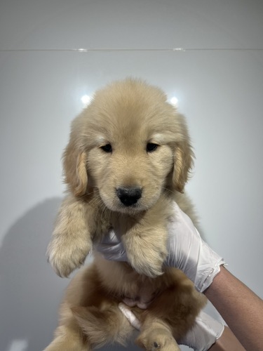 �S�[���f���E���g���[�o�[ ���̔̔��E���n 5406 �S�[���f��3305