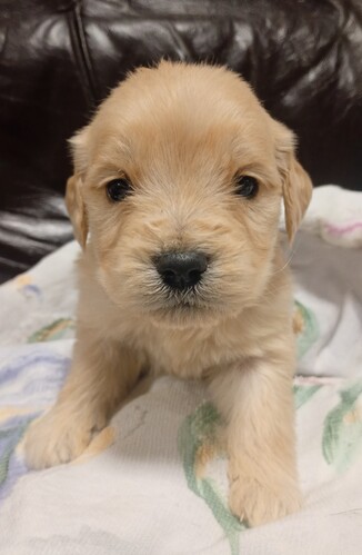 �S�[���f���E���g���[�o�[ ���̔̔��E���n 5408 �S�[���f���h�D�[�h���e��