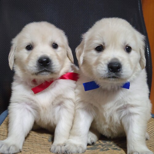 �S�[���f���E���g���[�o�[ ���̔̔��E���n 5409 �z���C�gCOLOR�N���[���S�[���f��