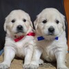 ゴールデン・レトリーバー 子犬 探す ホワイトCOLORクリー... 5409