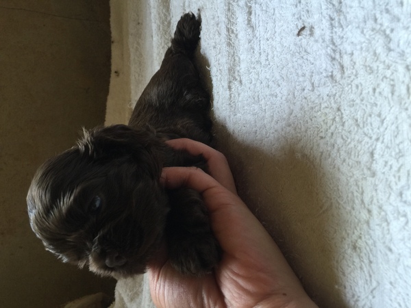 血統優秀アメリカンコッカーベビー 犬の販売 3085