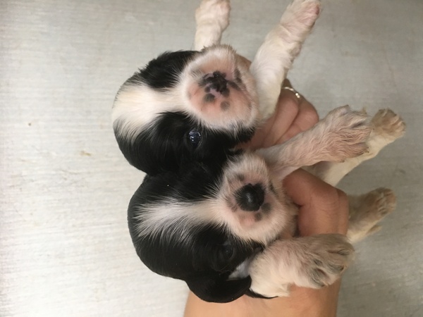 小ぶりなママから生まれました!! 犬の販売 3102