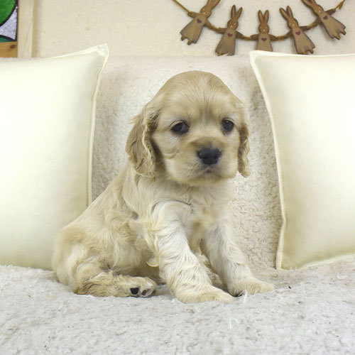 バフの美人コッカーちゃんのご紹介です^^ 犬の販売 3117