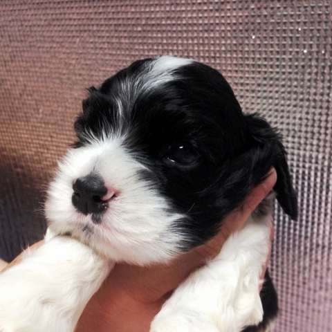 ☆トライ☆ 犬の販売 3122