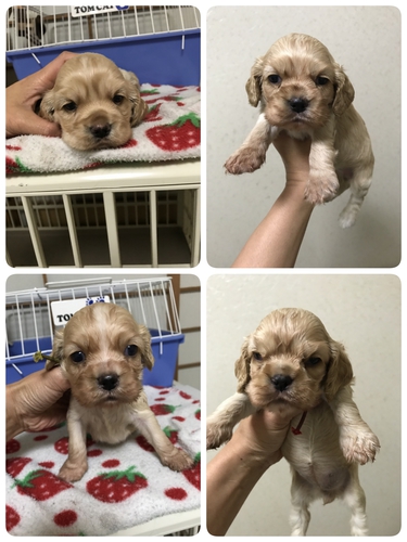 バフの兄弟 犬の販売 3124