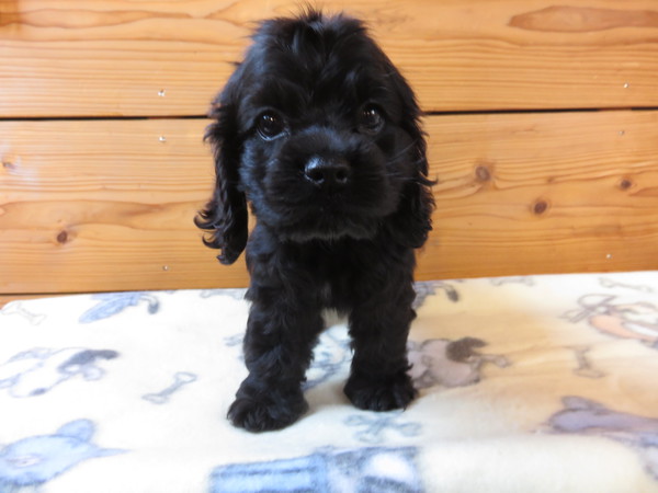 ブラック男の子 犬の販売 3126