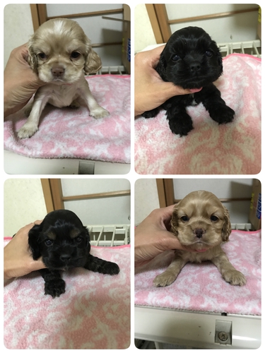 アメコカ兄弟 犬の販売 3129