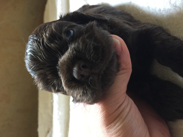 とても可愛いアメリカンコッカーベビー 犬の販売 3137