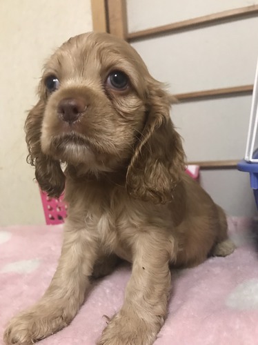 バフの女の子☆ 犬の販売 3138