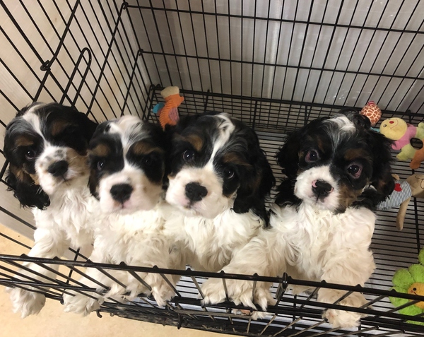 可愛いトライカラー四兄弟 犬の販売 3151