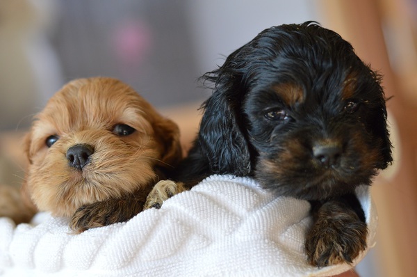 ブラックタンとバフの可愛い子犬たち 犬の販売 3156