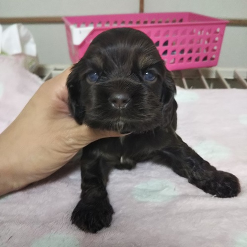 可愛いコッカー☆ 犬の販売 3159