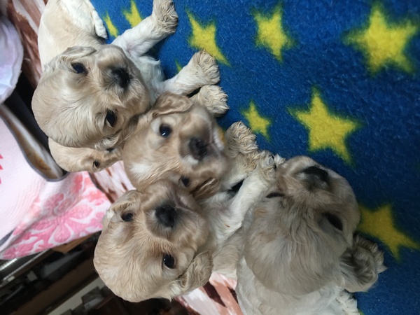 アメリカンコッカースパニエル バフ 犬の販売 3160