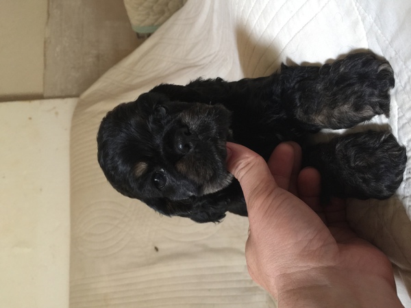 とても可愛いコッカーベビー 犬の販売 3165