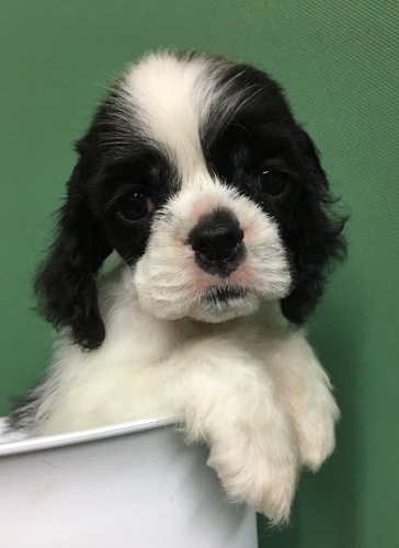 パーティーカラーの子犬達 犬の販売 3166