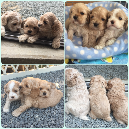 可愛いバフの男の子★女の子 犬の販売 3167