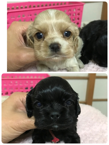 可愛いコッカー☆ 犬の販売 3173
