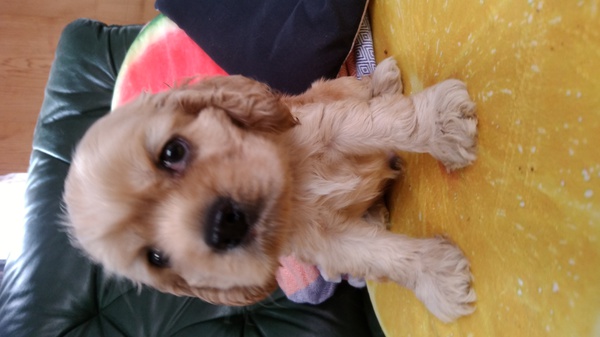 おっとり君です 犬の販売 3174