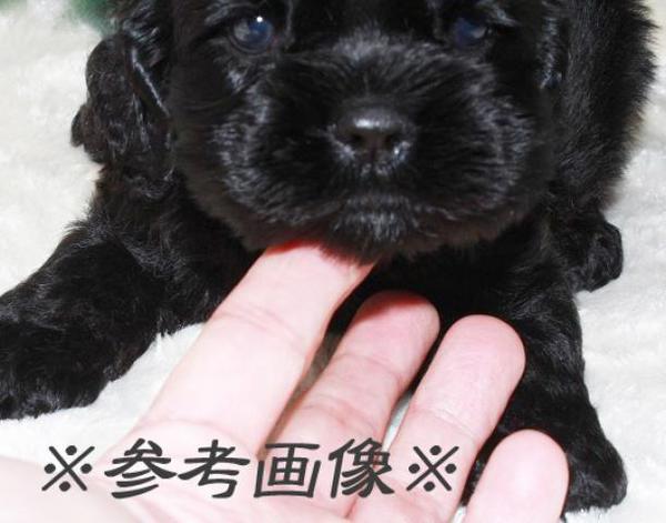 メッチャ可愛いブラックタン、ブラックの兄妹が誕生 犬の販売 3180