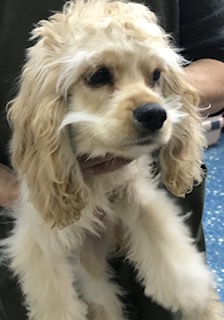 バフの男の子 犬の販売 3185