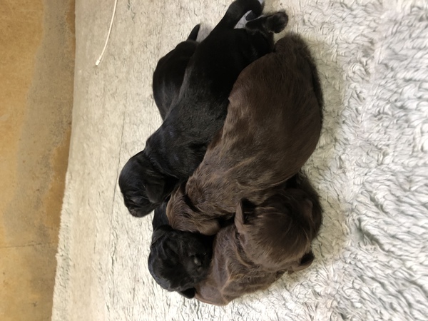 とても可愛いコッカーベビー 犬の販売 3187