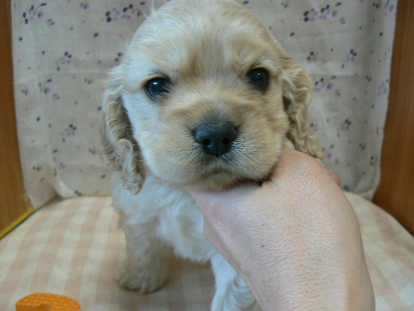 バフの可愛らしい子たちです☆ 犬の販売 3189