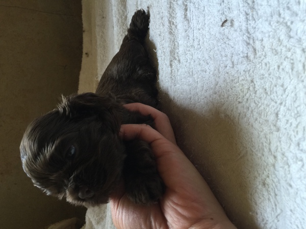 とても可愛いコッカーベビー 犬の販売 3190