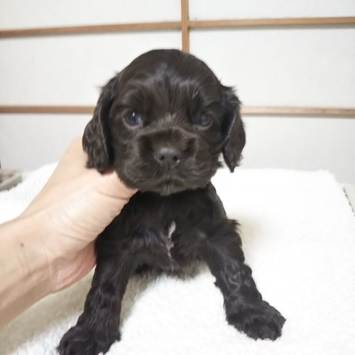 可愛いコッカーの兄弟☆ 犬の販売 3194