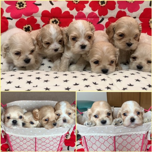 可愛いバフのベビーちゃん★ 犬の販売 3197