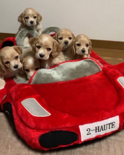 バフの可愛いベビちゃん★ 犬の販売 3212