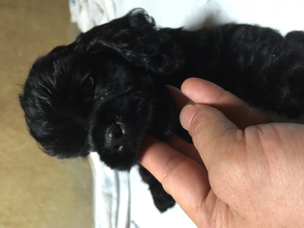 血統優秀 コッカーベビー 犬の販売 3213