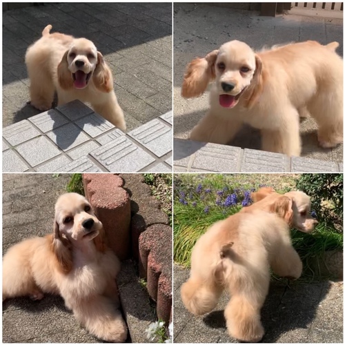 バフの男の子♪ 犬の販売 3221