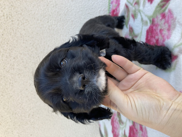 お顔の可愛いブラック 犬の販売 3227