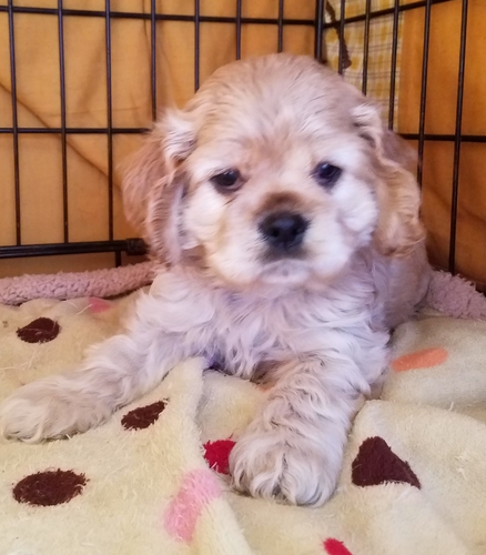 ★ありがとうございました★ 犬の販売 3229