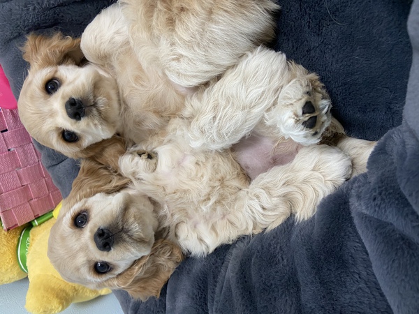 商談中 犬の販売 3231