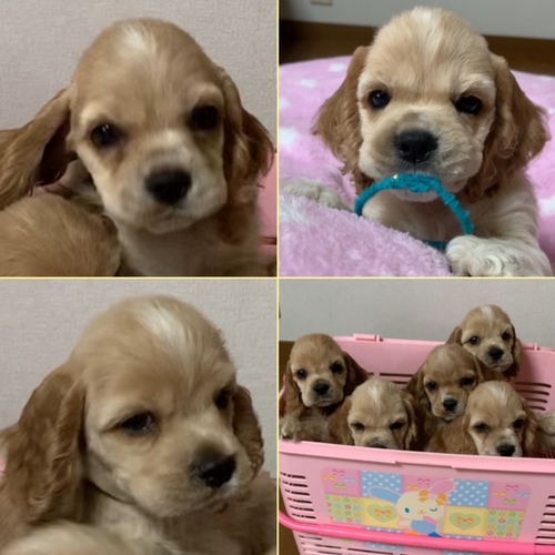バフカラーの可愛い男の子 犬の販売 3233