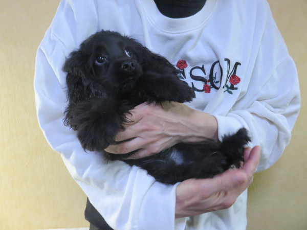 良血統ブラック男の子 犬の販売 3236