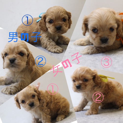 A・コッカー 5匹きょうだい 犬の販売 3241