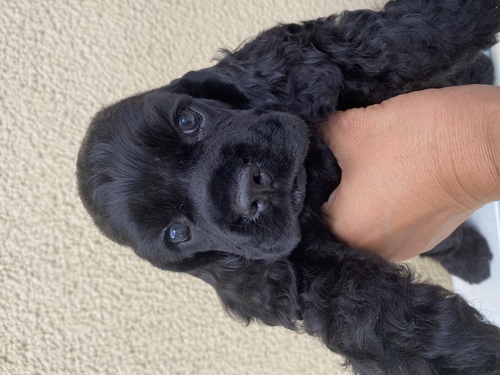 アメリカンコッカー 犬の販売 3245
