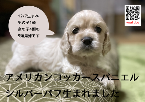AJERbJ[EXpjG ̔̔En 3251 AJRbJ[XpjG̃Vo[otaI