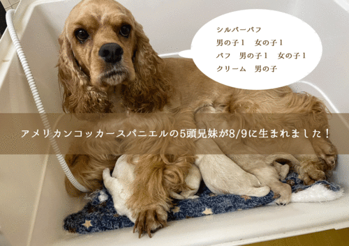 アメリカン・コッカー・スパニエル 犬の販売・譲渡 3256 アメコカのシルバー・クリーム・バフの5頭兄妹爆誕!