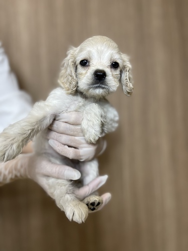 アメリカン・コッカー・スパニエル 犬の販売・譲渡 3261 激カワコッカースペシャルプライス