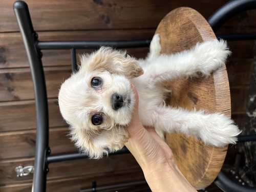 アメリカン・コッカー・スパニエル 犬の販売・譲渡 3262 ワンワンセール中