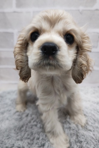 アメリカン・コッカー・スパニエル 犬の販売・譲渡 3263 とっても美人さんです。