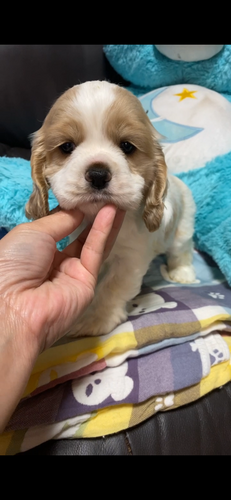 アメリカン・コッカー・スパニエル 犬の販売・譲渡 3270 赤白女の子