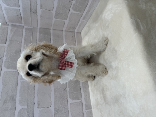 アメリカン・コッカー・スパニエル 犬の販売・譲渡 3279 かわいすぎます!全て込み!