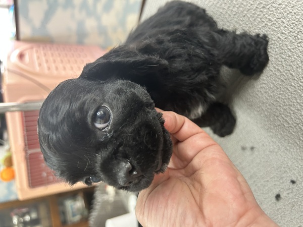 ブラック男の子 犬の販売 3282