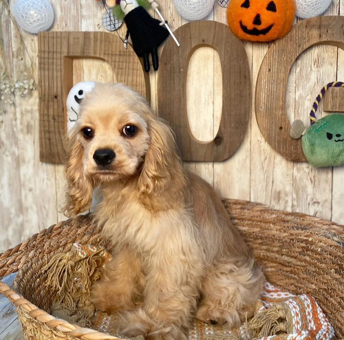 アメリカン・コッカー・スパニエル 犬の販売・譲渡 3286 甘えんぼうなコッカーくん