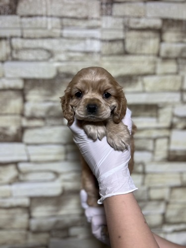 アメリカン・コッカー・スパニエル 犬の販売・譲渡 3291 激かわ女の子 8247