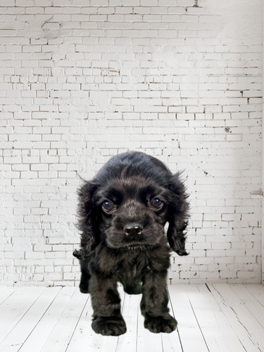 アメリカン・コッカー・スパニエル 犬の販売・譲渡 3295 アメリカンコッカー(アメコカ黒)